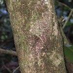 Image result for Dovyalis macrocalyx