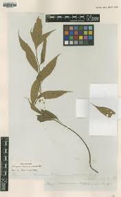 Image result for Asplenium simii