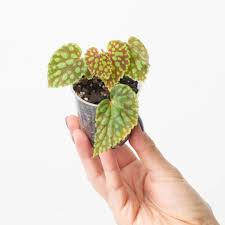 Image result for Begonia subscutata