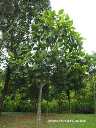 Image result for Artocarpus