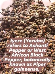 Image result for Piper guineense