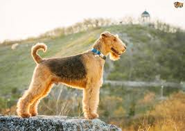 But other breeds, such as labradoodles, can have a variation of coat types, ranging from long and straight to thick and curly. Curly Coat Dogs Off 58