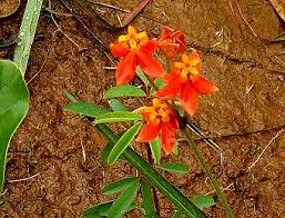 Image result for Aspilia pluriseta