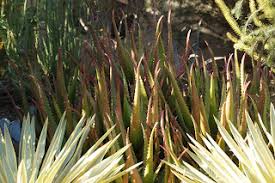 Image result for Aloe cameronii × greatheadii