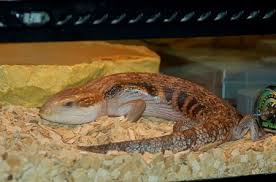 Same schedule for gravid and weak blue tongues. Choosing Buying Or Building Terrarium For Blue Tongue Skink Care Guides For Pet Lizards