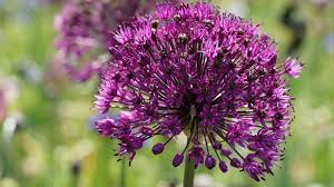 Lasting anywhere from 6 to 8 weeks and ranging in color from white to purple. Different Types Of Purple Flowers With Pictures Trees Com