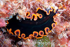 Image result for Pseudopod Ospermum