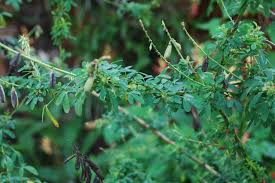 Image result for Crotalaria chirindae