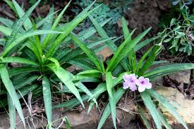 Image result for Ruellia patula