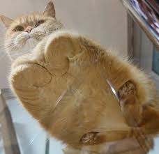 Cat On Glass Table Cats On Glass Tables Cute Baby Animals Cute Cats