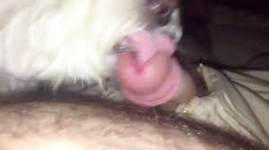 Perrito lame mi polla - Beast sex videos - Bestialitytaboo