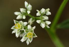 Image result for Limeum