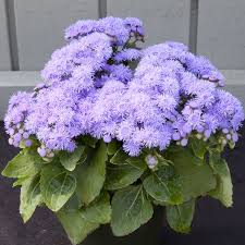Cloud Nine Blue Ageratum Flower Garden Pictures Amazing Flowers Beautiful Flowers