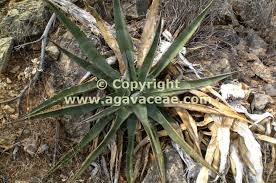 Image result for Agavaceae