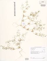 Image result for Hypertelis cerviana