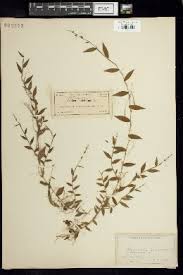 Image result for Panicum gracilicaule