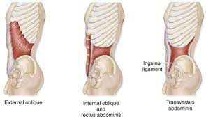Muscles Of The Abdominal Wall Abdominal Muscles Anatomy Muscle Anatomy Human Body Anatomy