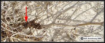 Image result for Pilostyles