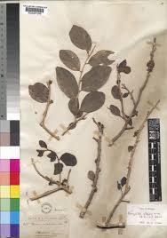 Image result for Dovyalis xanthocarpa