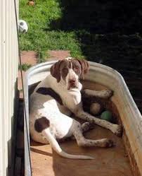 Many of us have had countless years of loving and caring for our own shorthairs. 45 English Pointers Ideas English Pointer Loveable Rescue Dogs