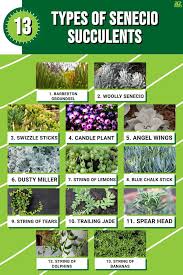 Image result for Senecio