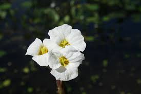 Image result for Ottelia fischeri