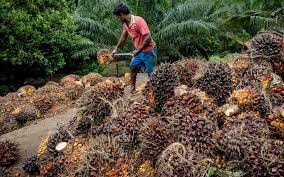 Inilah daftar harga sawit hari ini di tahun 2020 yang diperoleh dari berbagai sumber,harga tbs sawit hari ini atau harga sawit sekarang merupakan harga terup. Pekan Ini Harga Sawit Riau Tembus Rp2 600 Per Kg