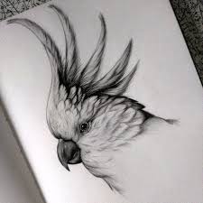 Black And White Drawing Images Of Animals Parrot Cockatoo Detailed Black And White Wildlife Drawings Pencil Drawings Of Animals Bird Drawings Animal Drawings