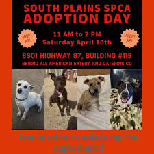 Must have government issued id and be at least 18 years of age. South Plains Spca Home Facebook