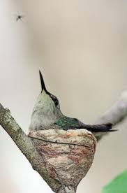 The bee hummingbird is the lightest bird on earth. Absurd Creature Of The Week The World S Tiniest Bird Weighs Less Than A Dime Wired