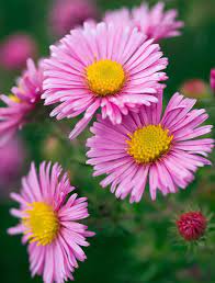 A Tall And Popular New England Aster Variety 39 Rosa Sieger 39 Aster Novae Angliae Features Masses Of La Aster Flower Pink Garden Sunflowers And Daisies