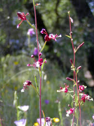 Image result for Clutia timpermaniana