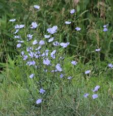 Check spelling or type a new query. Merriwick Flower Real Flower