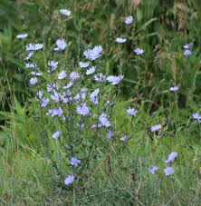 The original, best, or most…. Merriwick Flower Real Flower