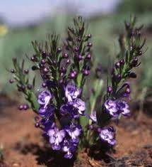 Image result for Rotheca