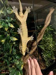Ultra x leachianus gecko from our renowned pair bonnie and clyde. My Biggest Gecko Next To My Smallest R Leachianus And E Vieillardi Geckos