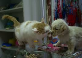 714 fat cat dogs products are offered for sale by suppliers on alibaba.com, of which pet beds & accessories accounts for 1%, pet bowls & feeders accounts for 1%. Michigan Fat Cats I Really Mean Fat Cats And Dogs