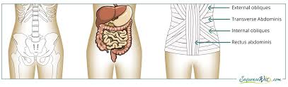As the very name suggests, the chemical digestion occurs through the application of the chemicals to the. Four Main Functions Of Your Core Muscles