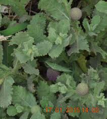 Image result for Sphaeranthus peduncularis