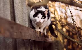 Maybe you would like to learn more about one of these? Welcome To Pet Doctor Your Family Veterinarian In Tucson