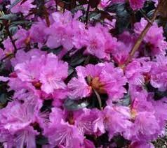 Mardi Gras Rhododendron Plants Rhododendron Plant Rhododendron Care