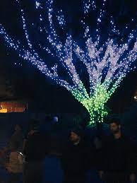 Lights Frame Tree Los Angeles Zoo Holiday Lights Real Reindeer