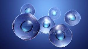We did not find results for: Animal Cells With Mitochondria Digital Illustration Biology Biological Stock Photo 318071582