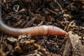Start with the basic topic first. Column Jumping Worms Invaded My Compost Have You Checked Your Garden Yet Chicago Tribune