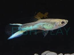 Bitte schauen sie sich auch meine anderen. Japan Blue Endler Guppy Male 5pcs Fishplay