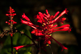 Image result for Odontonema cuspidatum