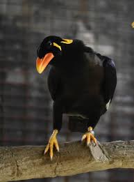 Burung sirtu burung srigunting burung sulingan burung takur burung tengkek buto burung tikusan alis putih burung tikusan merah burung tiong lampu biasa burung trinil semak burung trucukan burung albino identik dengan warna mata yang merah dan kulit atau bulu yang putih. 36 Spesies Burung Burung Wilayah Barat Indonesia Planter And Forester