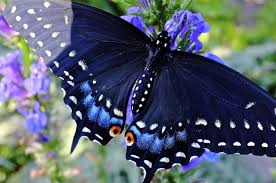 Wordpress Com Butterfly Garden Design Butterfly Garden Butterfly Garden Plants