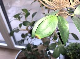 So, how do you make sure it's not underwatered? Brown Tips On Ficus Ginseng Leaves Gardening Landscaping Stack Exchange