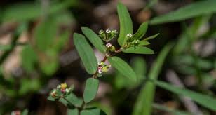Image result for Euphorbia hyssopifolia
